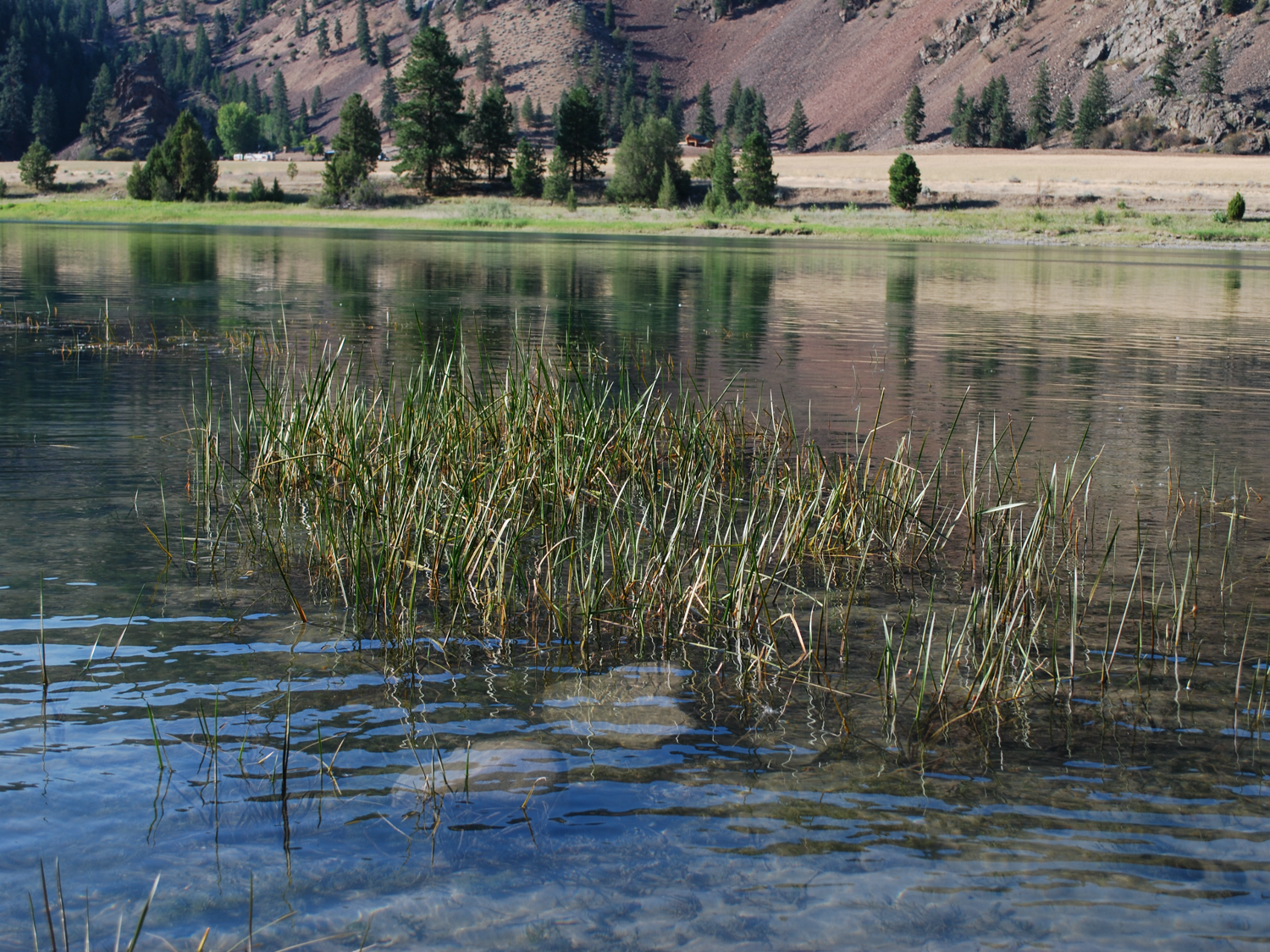 Grassy-looking plants emerging from river with conifer trees and hills in background