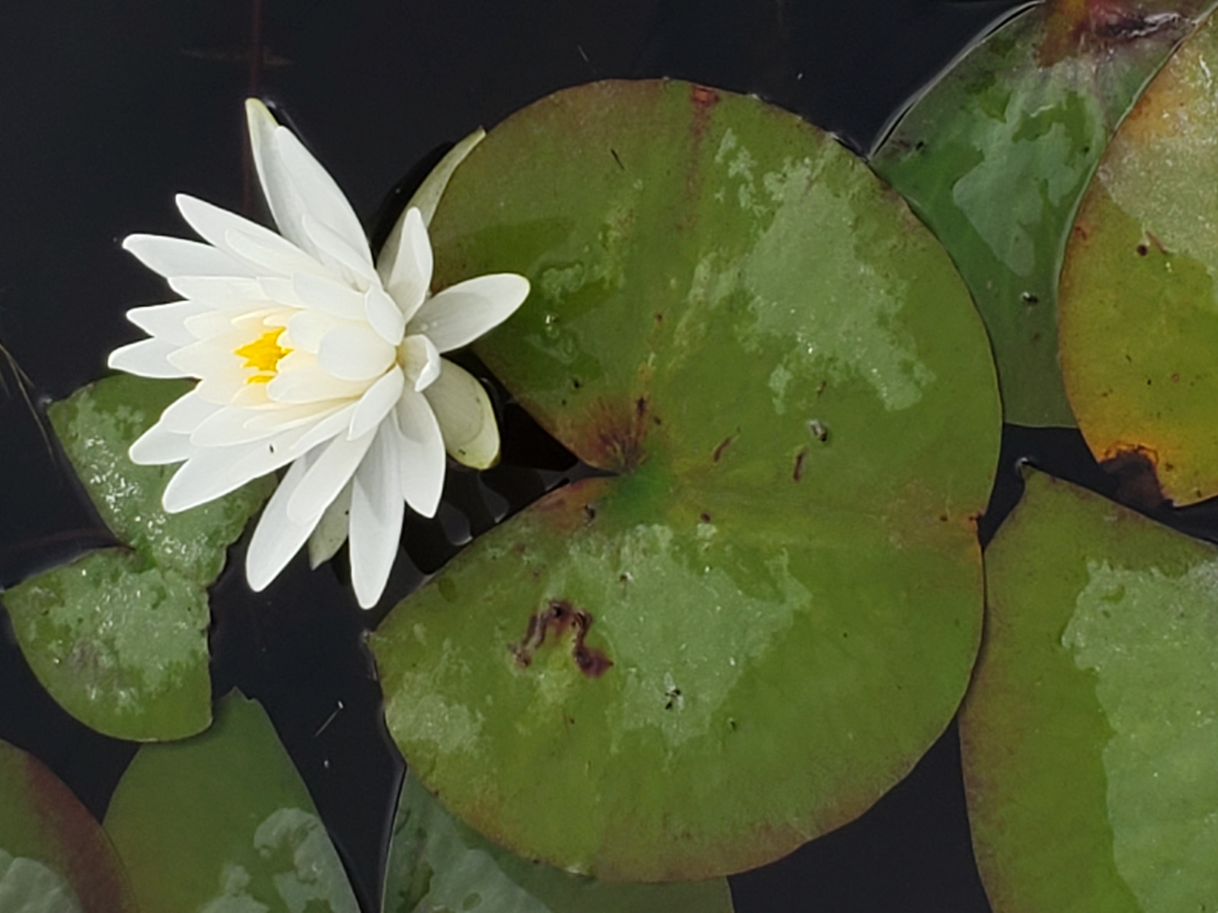 A white flower with many petals and yellow center floating next to round shiny leaves.