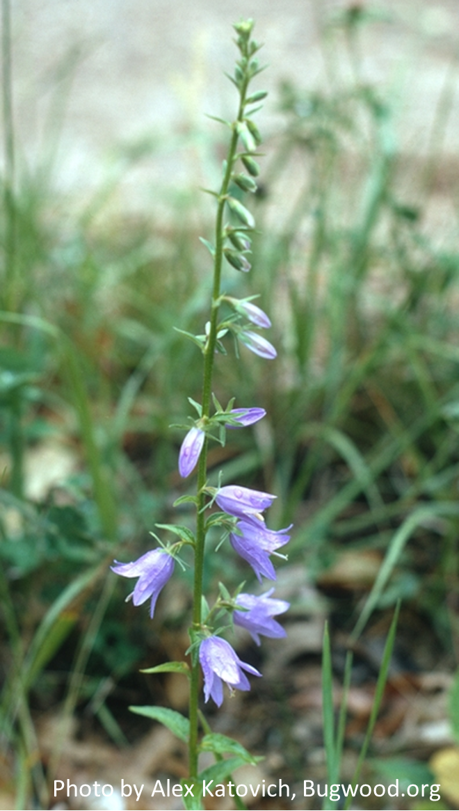 Plant with purple bell-shaped flowers at base and flower buds toward top. Green vegetation in background.
