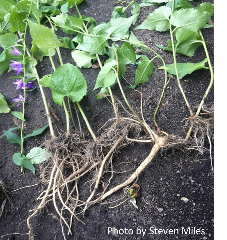 Green, spearhead-shaped leaves growing from creeping roots. Black soil in background along with stem of purple flowers.