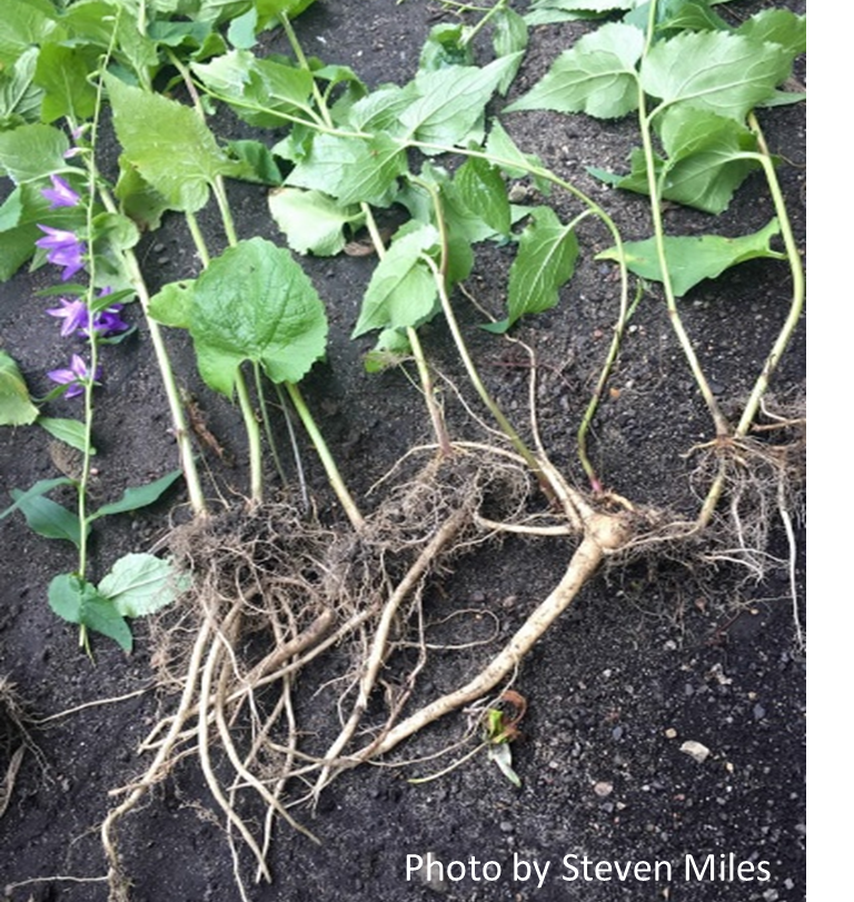 Monthly Weed Post April 2022 MSU Extension Invasive Plants