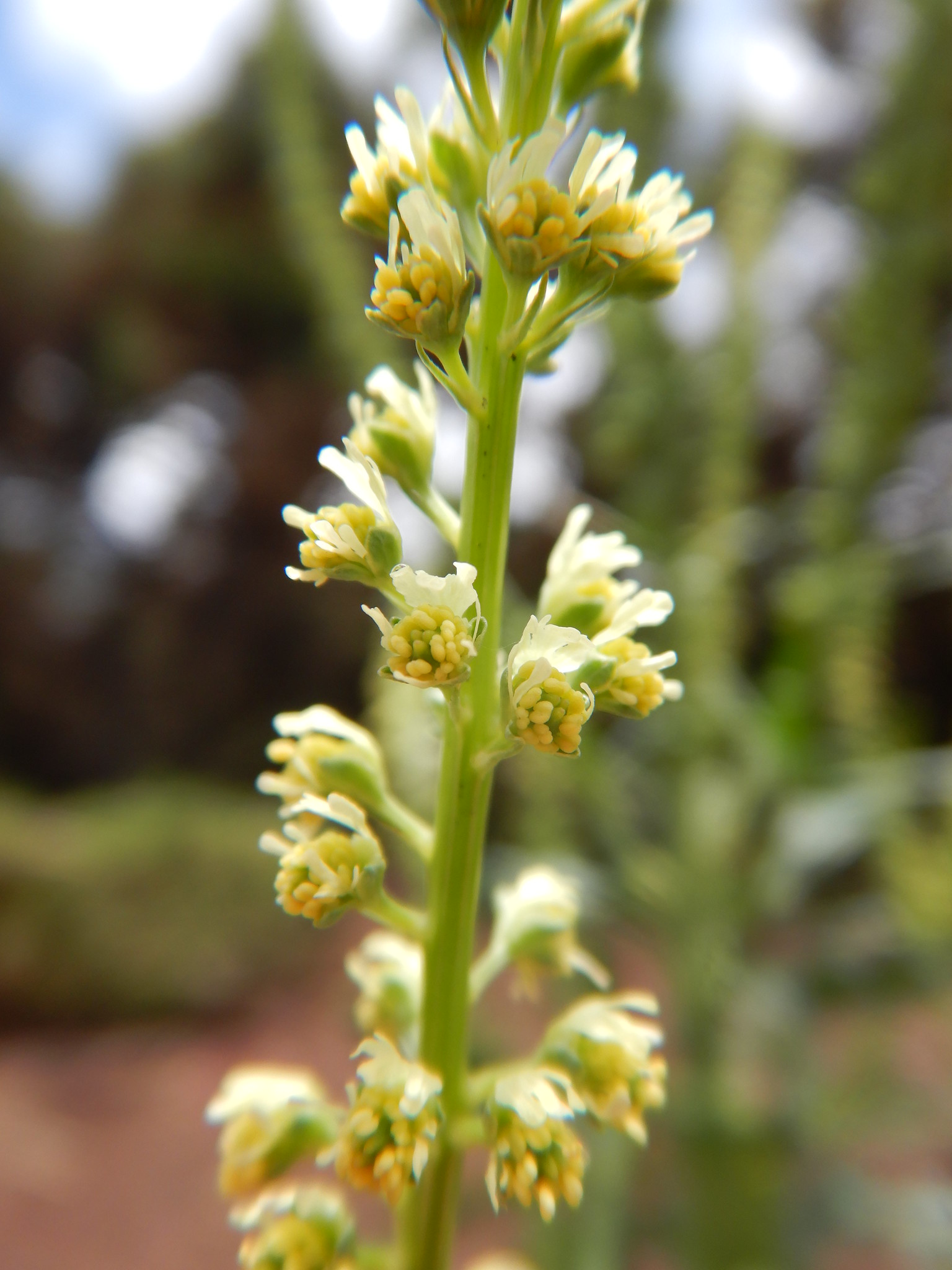 Green stem with light yellow flowers. Flowers have dark yellow centers.