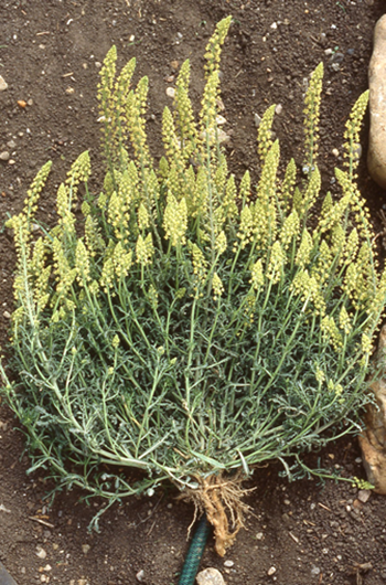 Plant with yellow flowers and green stems and leaves. Plant has been uprooted and is laying on top of brown soil.