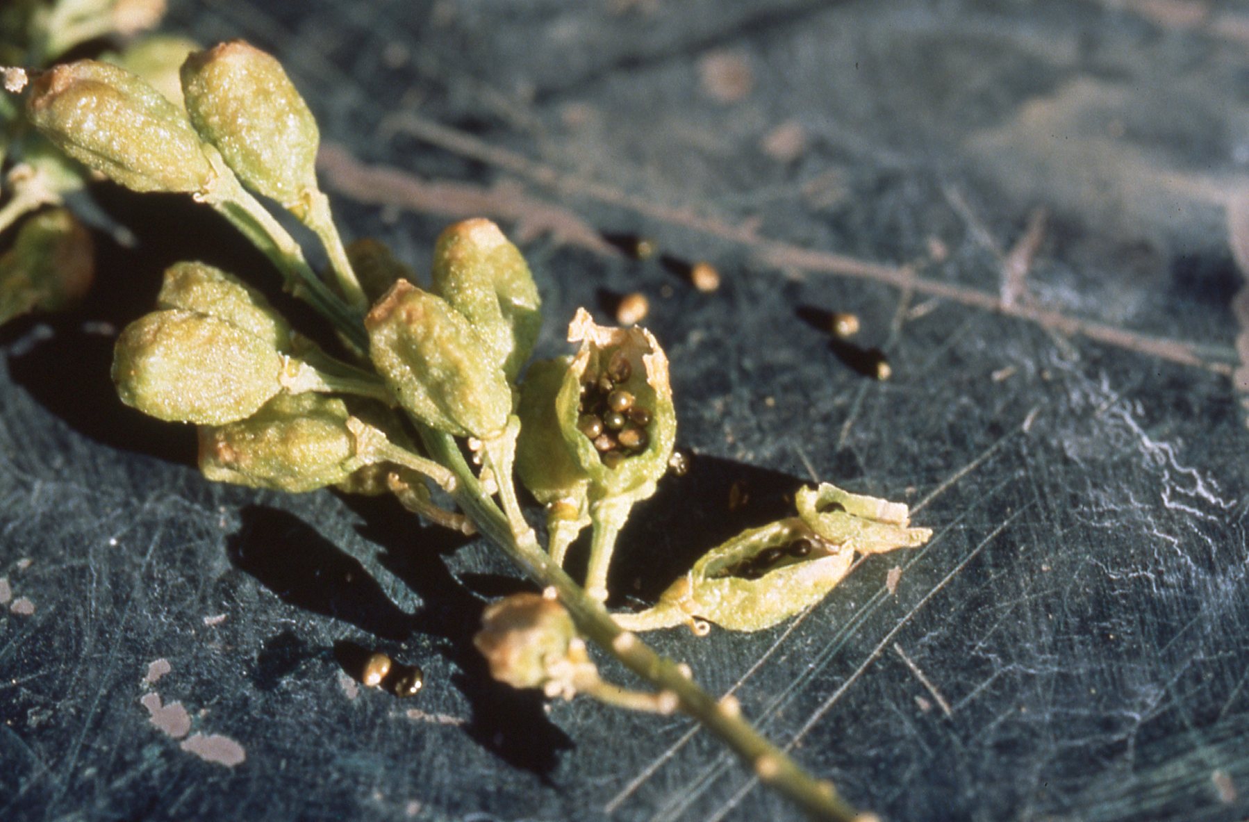 Pale greenish yellow pods with light brown, round seeds falling from them.