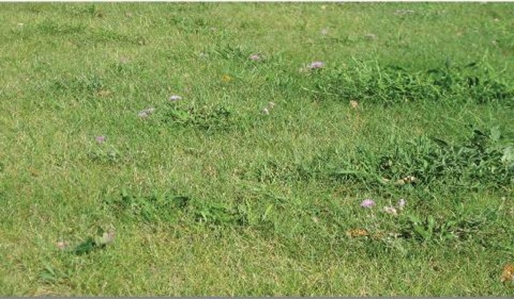 Close-up of a grass field with low-growing purple flowers.