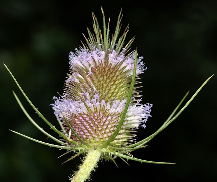 A single flower head of common teasel with green bracts and two rings of light purple flowers.