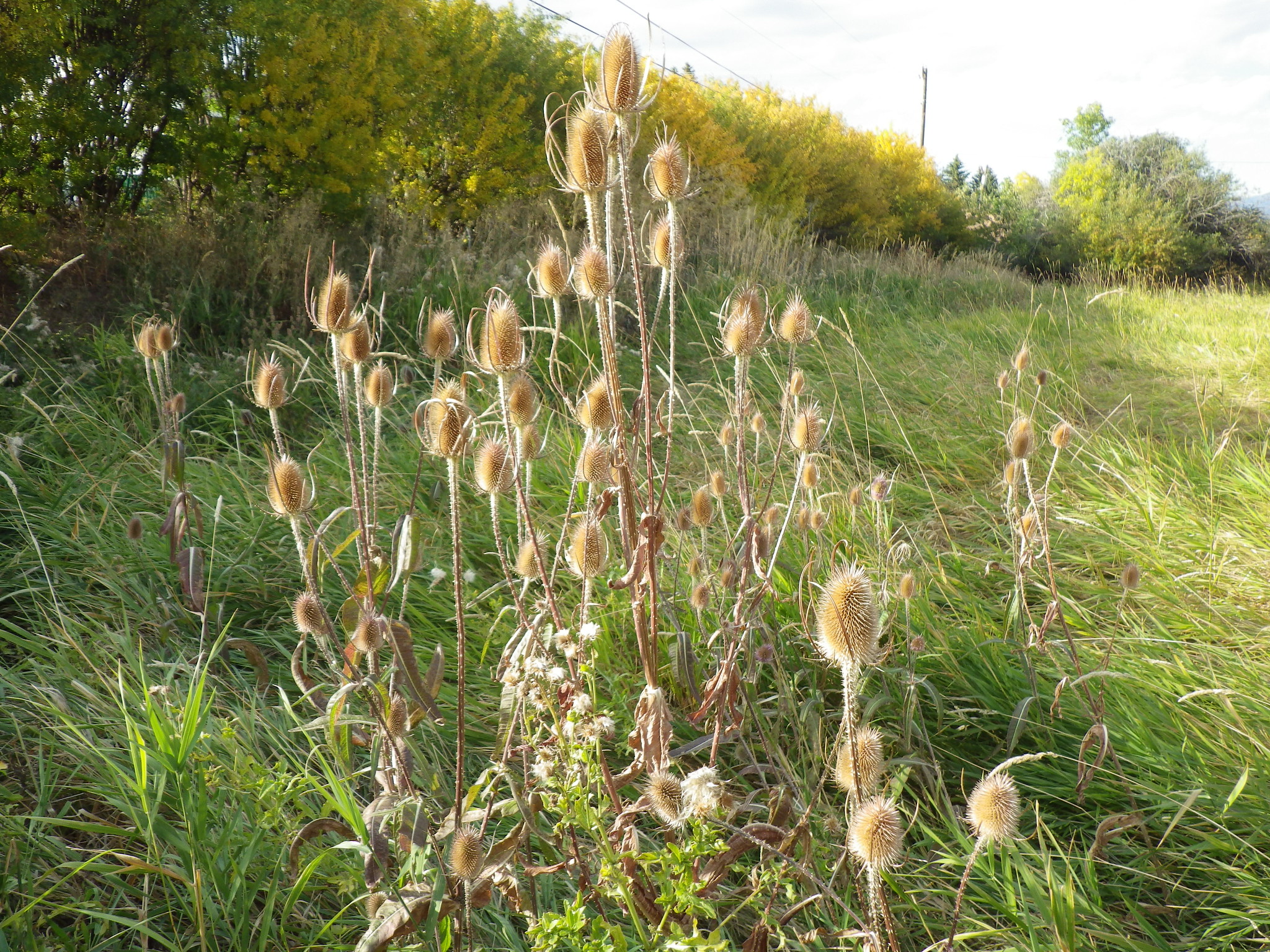 Dry, brown, prickly stems and heads of common teasel growing in green grass with row of shrubs in background.