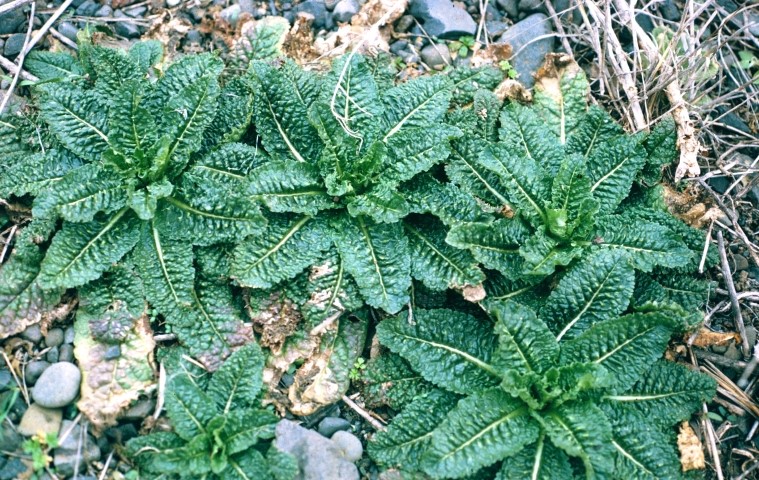 Five plants growing close to the ground in a circular fashion. Plants are dark green with wavy leaves. 