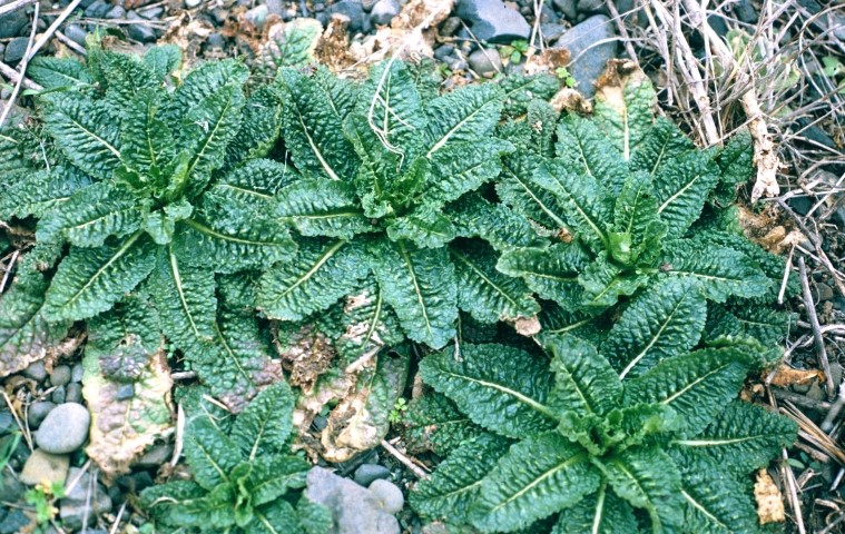 Five plants growing close to the ground in a circular fashion. Plants are dark green with wavy leaves.