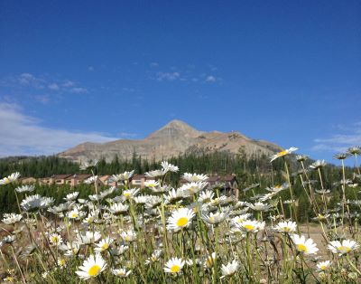 Flowers with mountain peak and blue sky in background.
