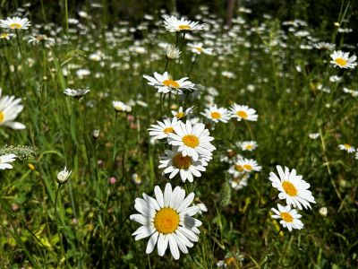 Many flowers with white petals and yellow centers with green stems and leaves in background.