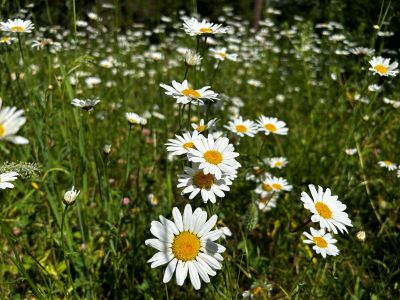 Many flowers with white petals and yellow centers with green stems and leaves in background. 