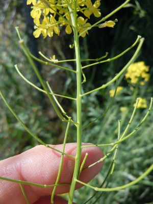 Plant with yellow flowers and long seed pods.