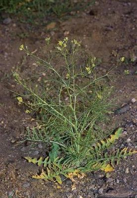 Plant with yellow flowers growing in brown soil.