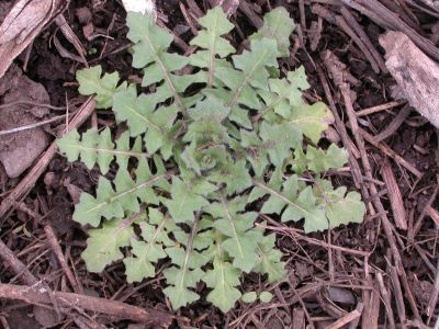 Green plant growing in the soil.