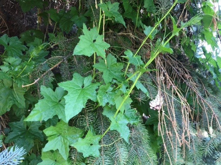 Vine with bright green leaves twining around a conifer branch.