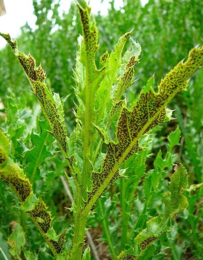 Spiny thistle plant with red dots on the leaves and green plants in the background.