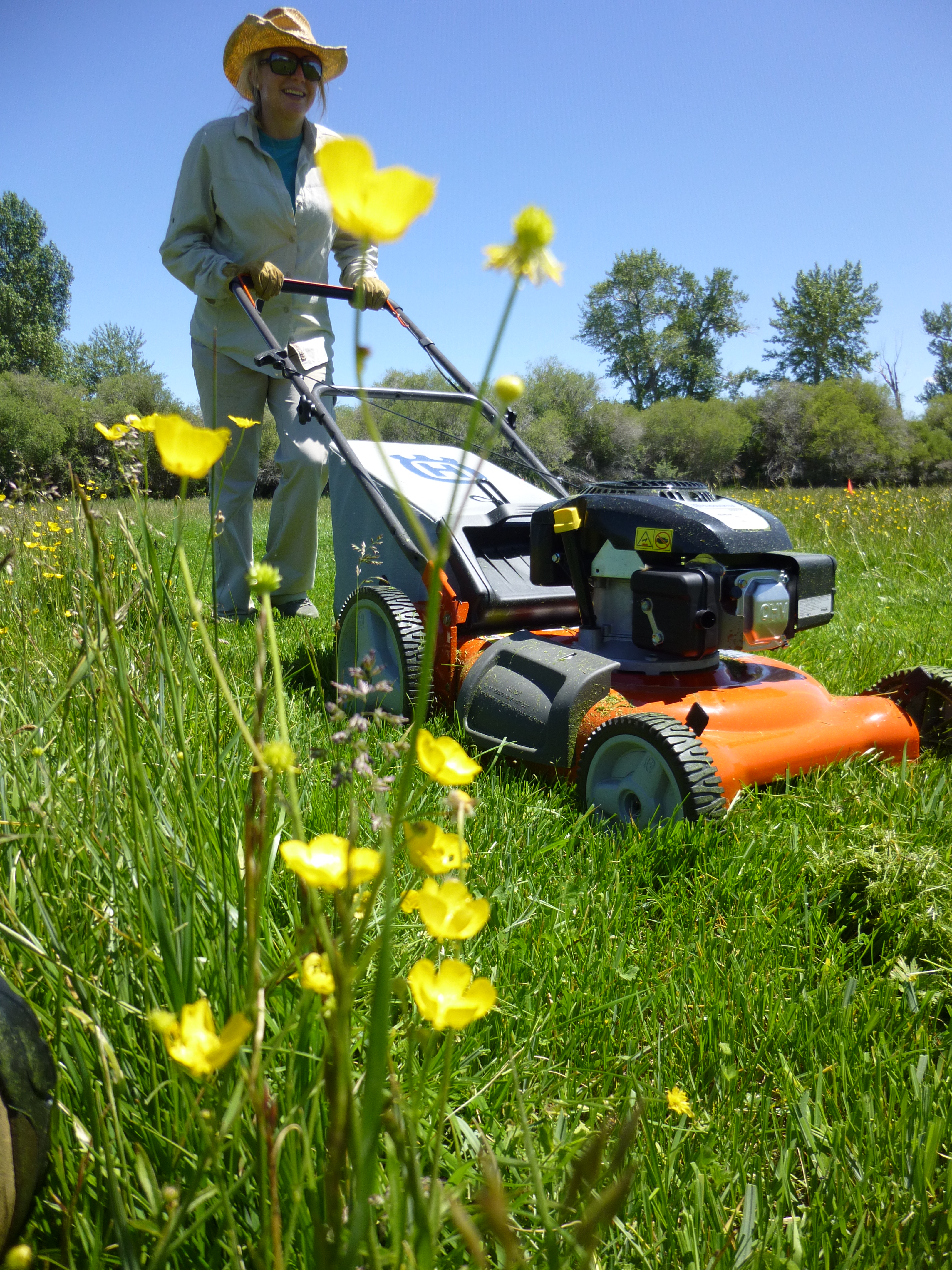 Yellow flowered plant and green grass with woman pushing a lawnmower in the background.