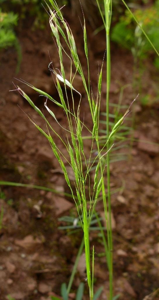 Lime green grass that is starting to make seeds with brown soil in background.