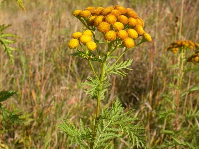 Plant with yellow flowers growing in a grassy field. 
