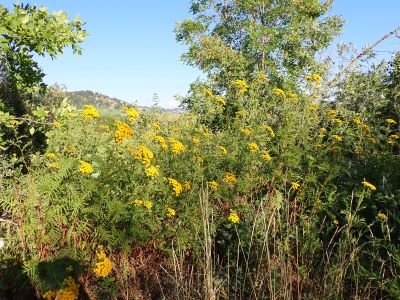 Plants with yellow flowers growing near trees, and blue sky in the background. 