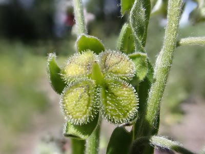 A plant with four burs attached to it.