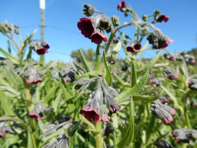 Plants with reddish purple flowers growing under blue sky.