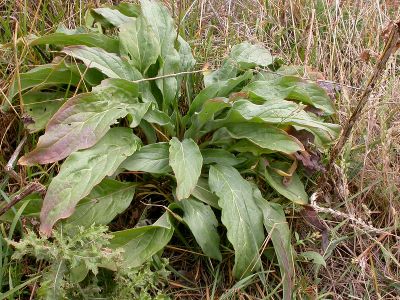 Green plants growing with brown grass in the background.