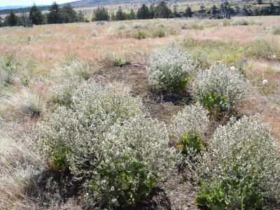 Several white, bushy plants growing in a field.