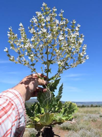 Hand holding a plant with white flowers up against blue sky.
