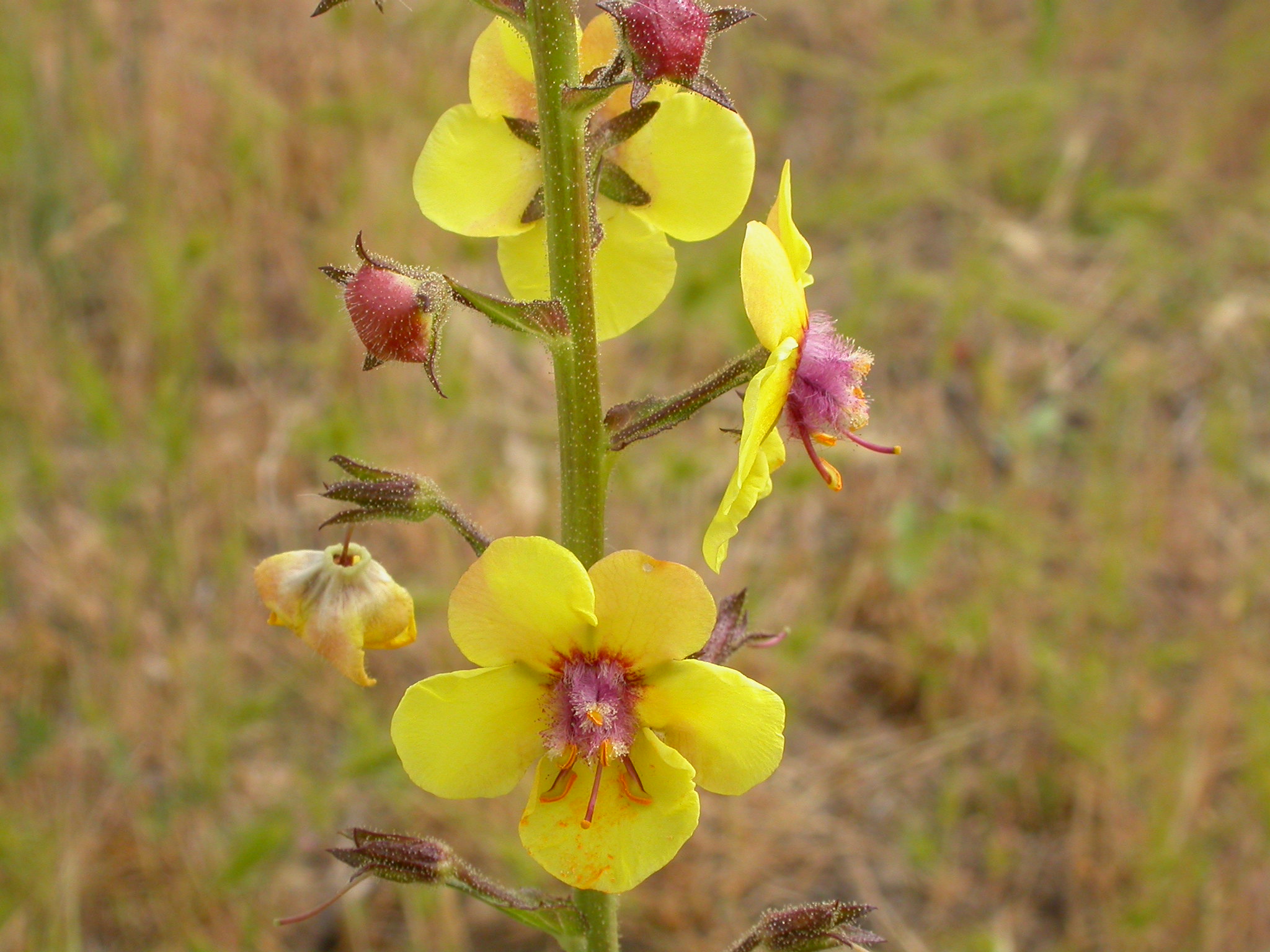 Yellow flowers with purple centers growing along a central stalk.