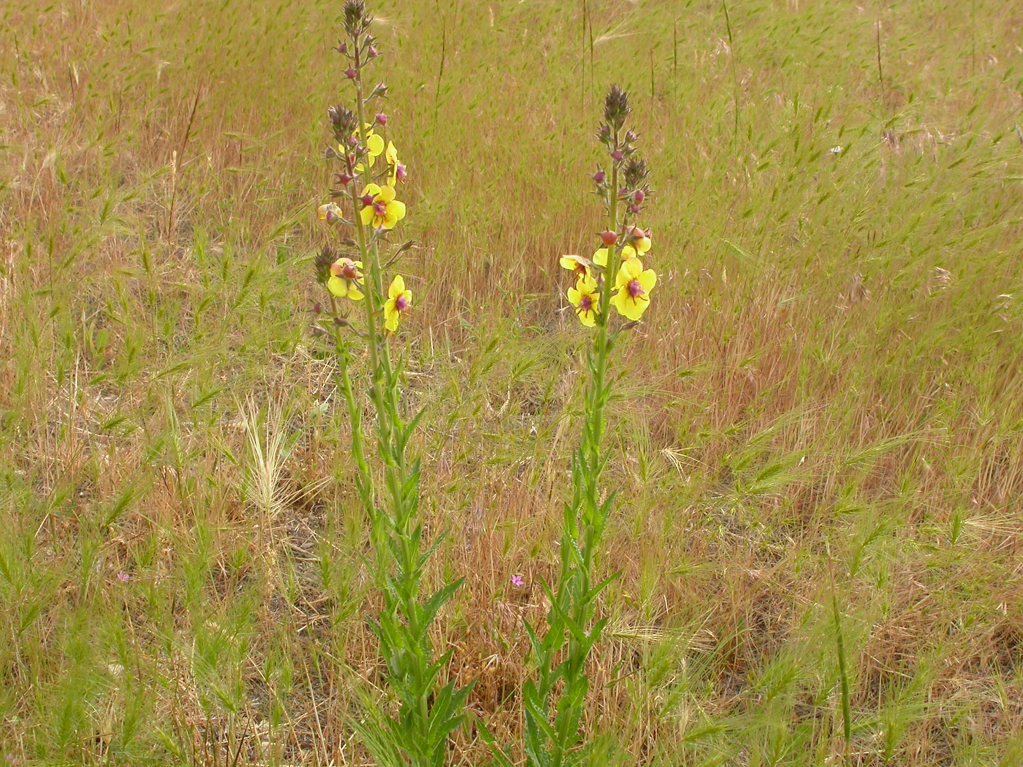Two plants with yellow flowers growing along long stalks with green grass in background.