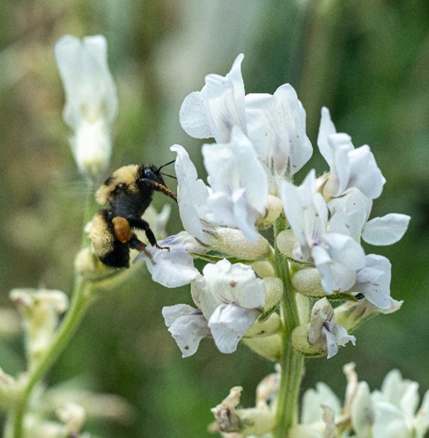 A bee on a cluster of white flowers.