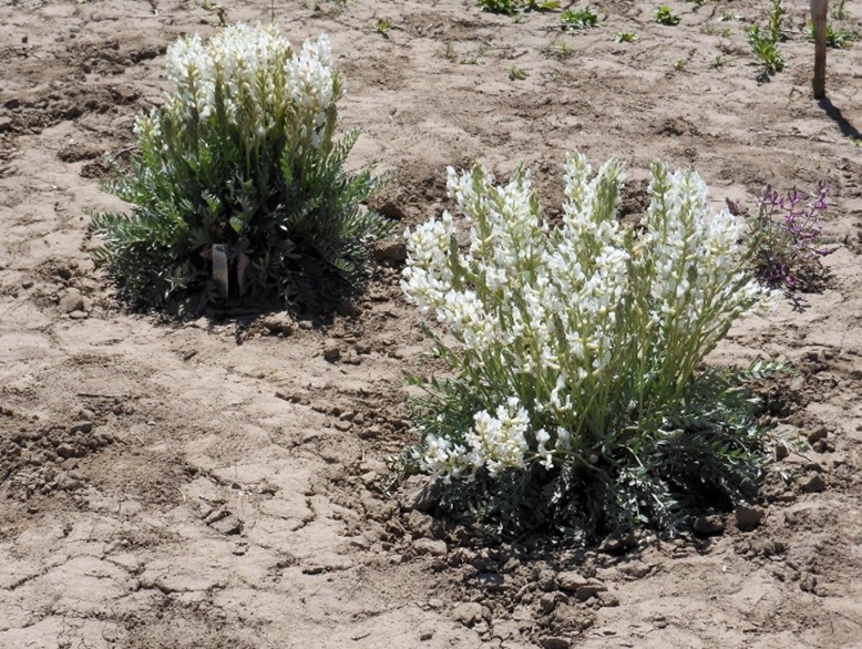 Two plants with white flowers with bare soil around them. Plant on left is smaller. Plant on right is larger with more flowers.