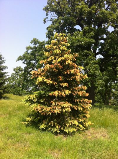 A tree in a field with brown and green needles.