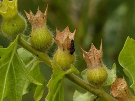 Four vase-shaped seed capsules arranged along a stem.