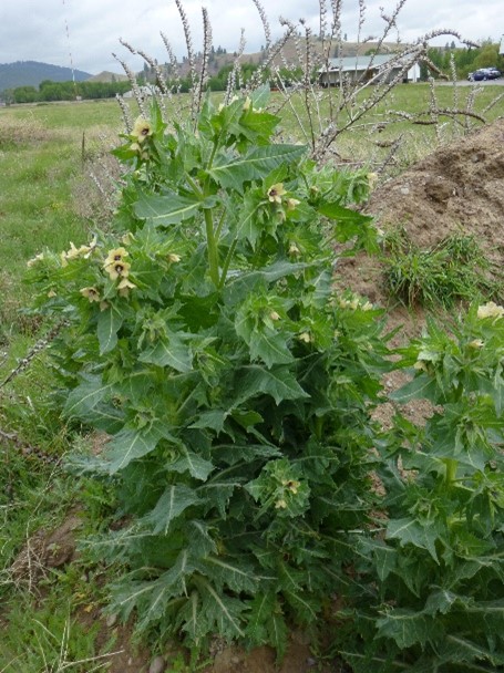 A green plant with many leaves and yellow flowers.