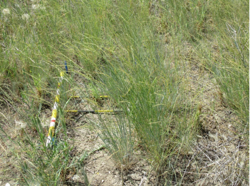 Rows of grass growing and some of the grass is forming seed heads. A metal sampling frame and PVC stick are laying in the grass.