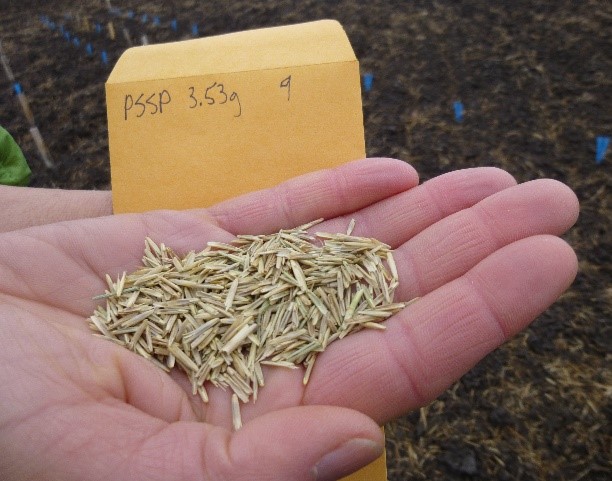 A hand holding grass seed and a labeled coin envelope indicated the grass seed is bluebunch wheatgrass. In the background is dark brown soil.