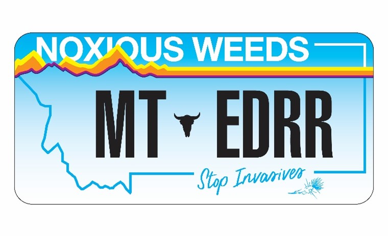 Replica of Montana license plate with the phrase "MT EDRR" on it.