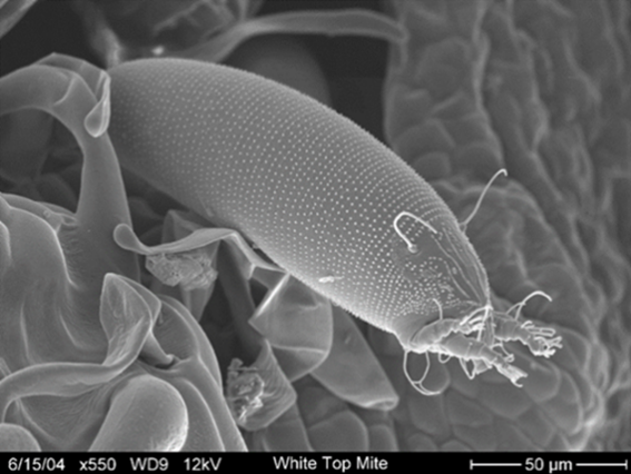 A scanning electron close-up of a bug