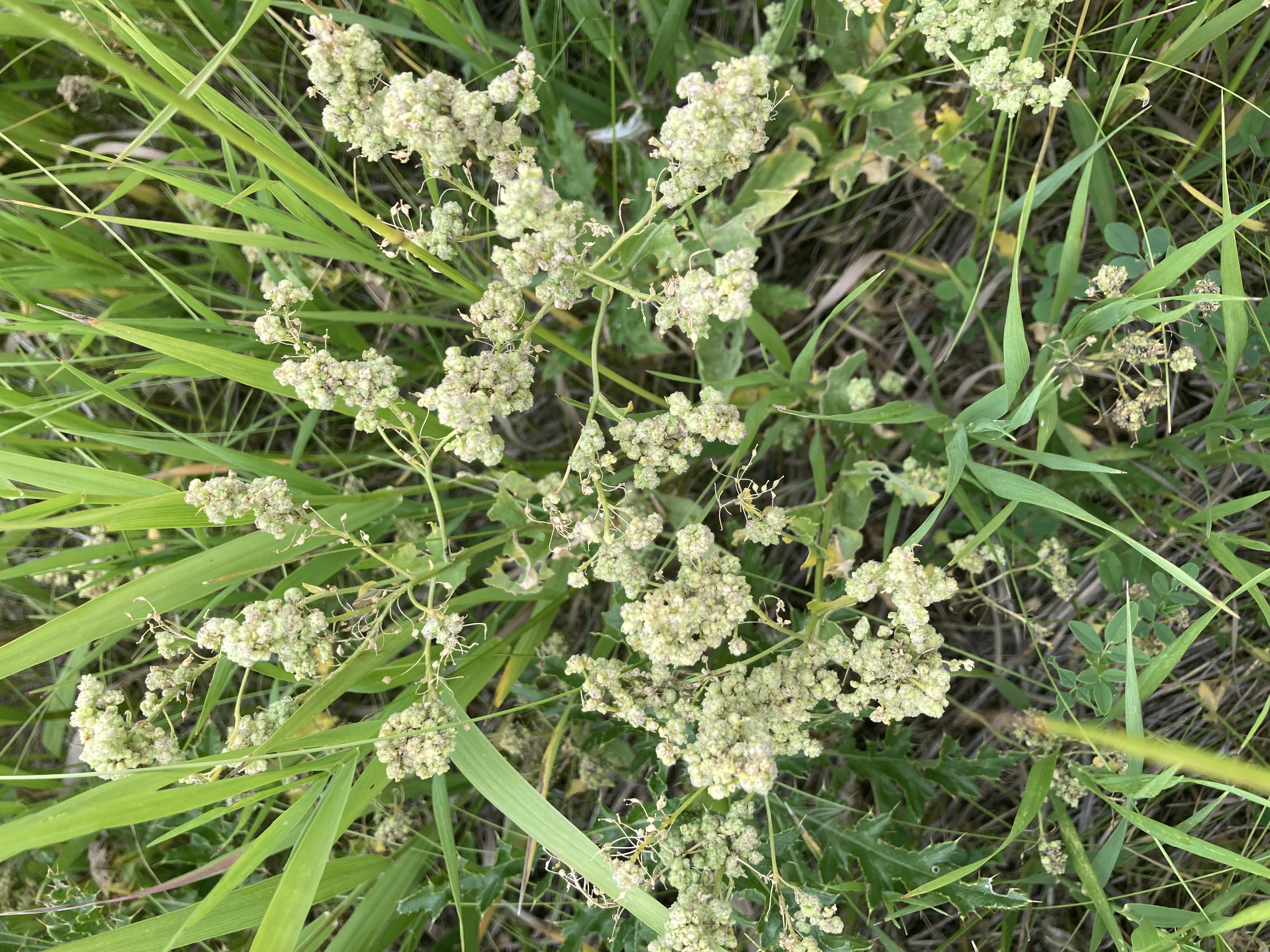 Yellow-white flowers with gray-green leaves and stems.