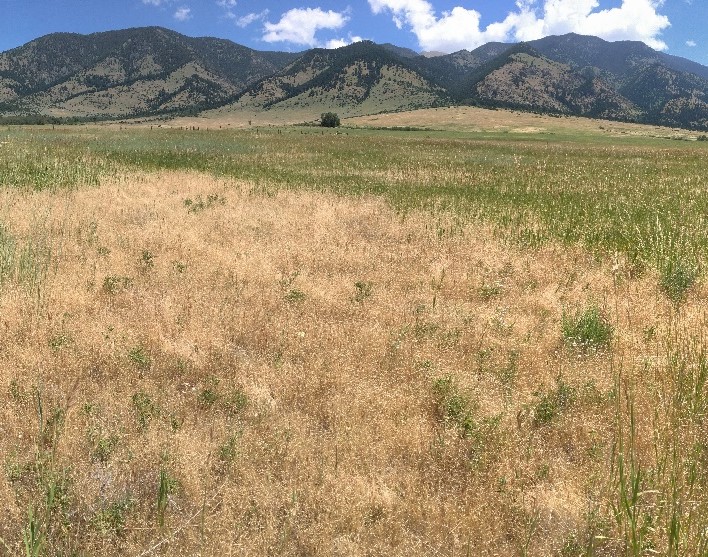 A field of grass with mountains and blue sky in the background. Some of the grass is light brown and some is green.