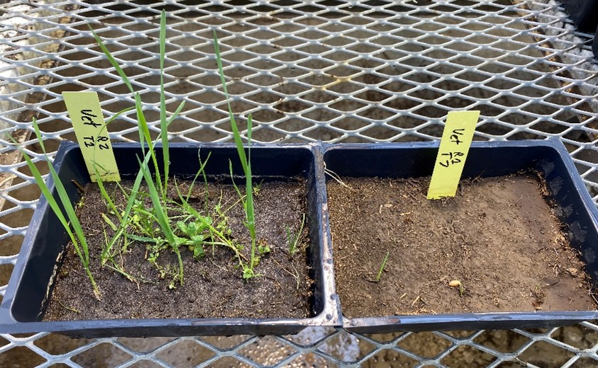 Two trays with soil sitting side by side on a metal table. Tray on left has seedlings in it while tray on right does not.
