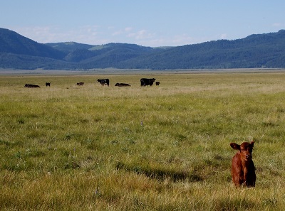 brown calf standing in grassland with mountains in background