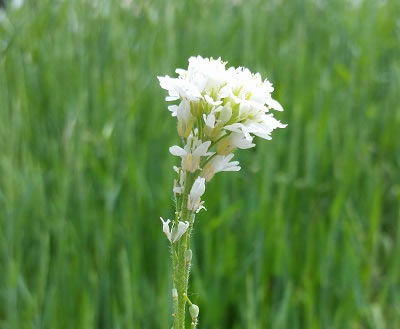 Photo of a flowering hoary alysumm