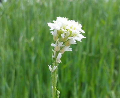 Hoary alysumm Photo of a flowering hoary alysumm
