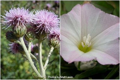 Canada thistle and field bindweed close up of Canada thistle flowers on the left and close up of field bindweed flower on the right
