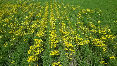 narrowleaf hawksbread crop field with rows of crop growing with yellow flowered weed growing in between