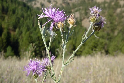 several spotted knapweed flowers and buds with trees in the background